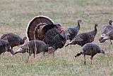 Wild Turkeyborder=